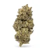 High-THCa-Flower-Black-Cherry-Soda-Bud.webp THCa Flower Black Cherry Soda