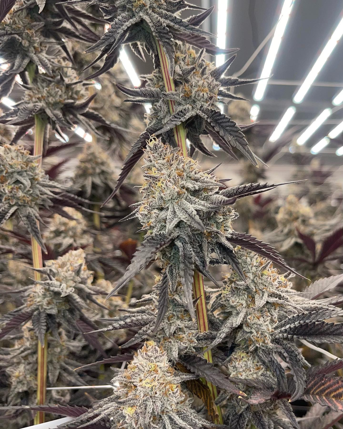 Close view of resin-rich cannabis flower before harvest