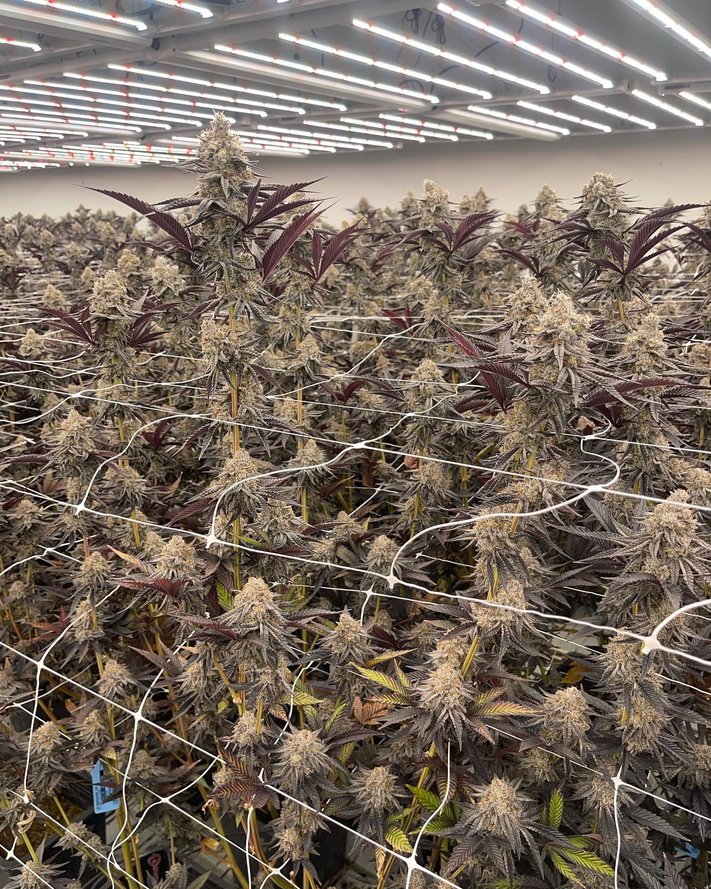 Mature Kush Mintz and Gelato 33 plants under grow lights