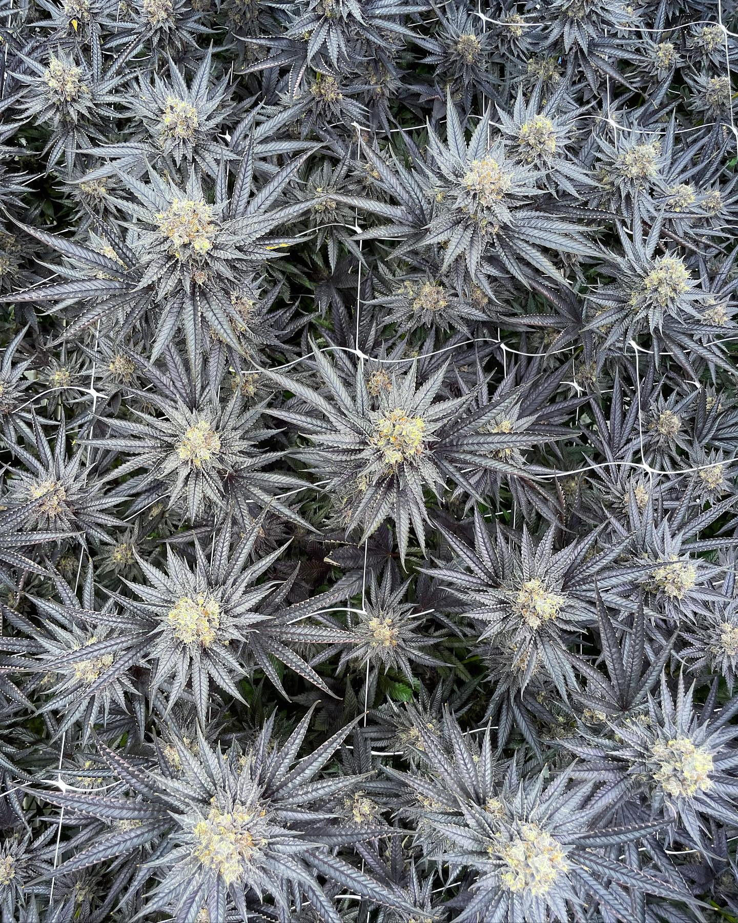 A healthy canopy of Runtz Mintz cannabis plants in flower