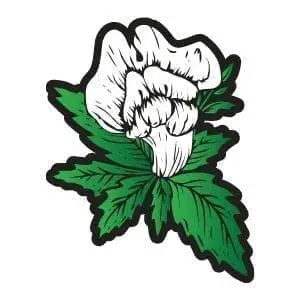 Snapdragon Hemp